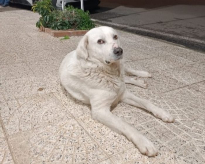 Maremmano anziano..era libero e non dava fastidio a nessuno...CALABRIA