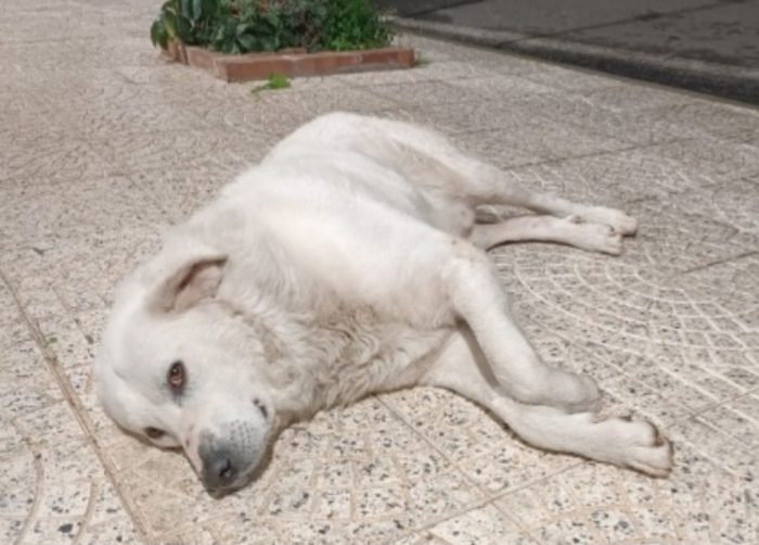 Maremmano anziano..era libero e non dava fastidio a nessuno...CALABRIA
