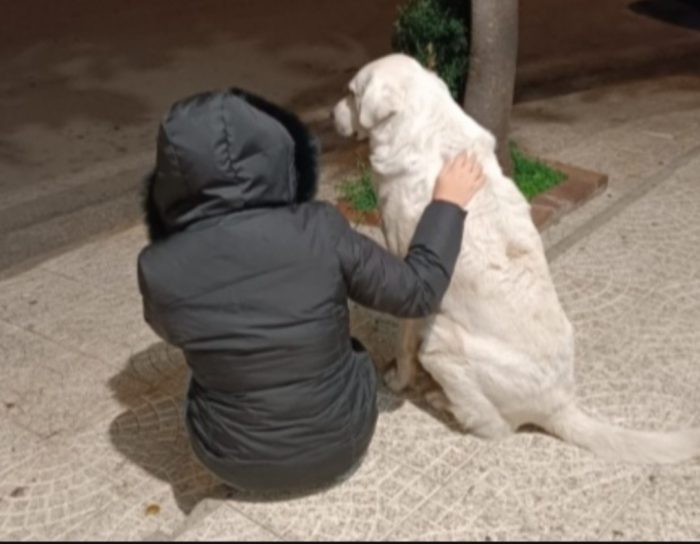 Maremmano anziano..era libero e non dava fastidio a nessuno...CALABRIA