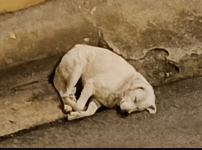 Maremmano anziano..era libero e non dava fastidio a nessuno...CALABRIA - media 5