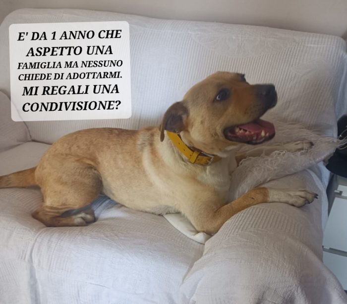 CANDY, NATA NEL 2019, TG.MEDIA CERCA UNA FAMIGLIA CHE SE LA PRENDA NEL LETTONE
