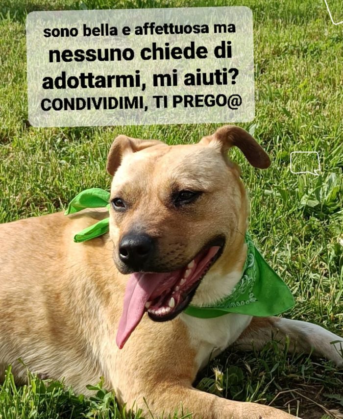 CANDY, NATA NEL 2019, TG.MEDIA CERCA UNA FAMIGLIA CHE SE LA PRENDA NEL LETTONE - media 6