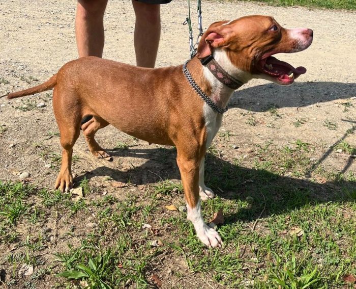 BONNIE PIT
