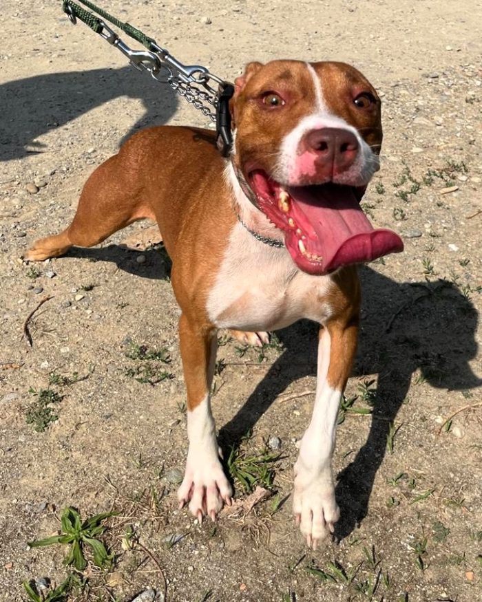 BONNIE PIT