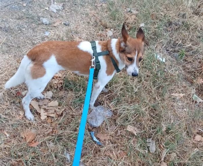 Mila 7kg di dolcezza