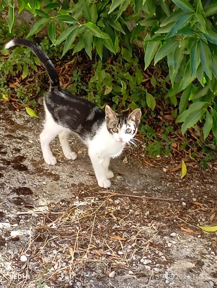 TRILLY MICINA DI 2 MESI E MEZZO CERCA FAMIGLIA