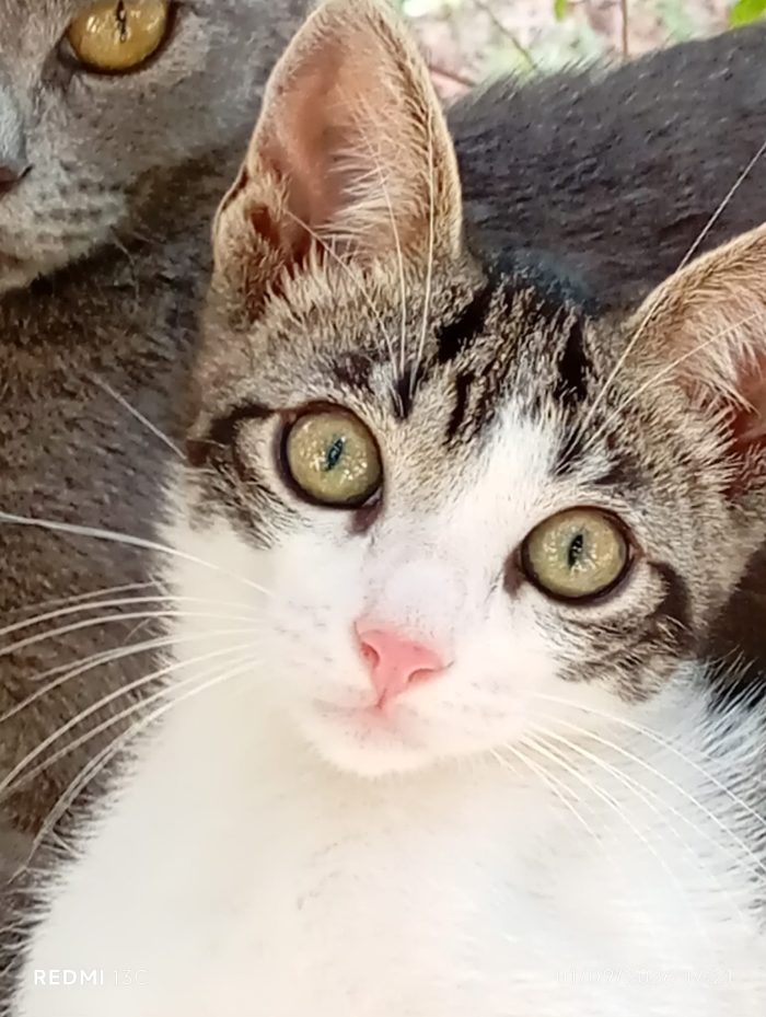 TRILLY MICINA DI 2 MESI E MEZZO CERCA FAMIGLIA
