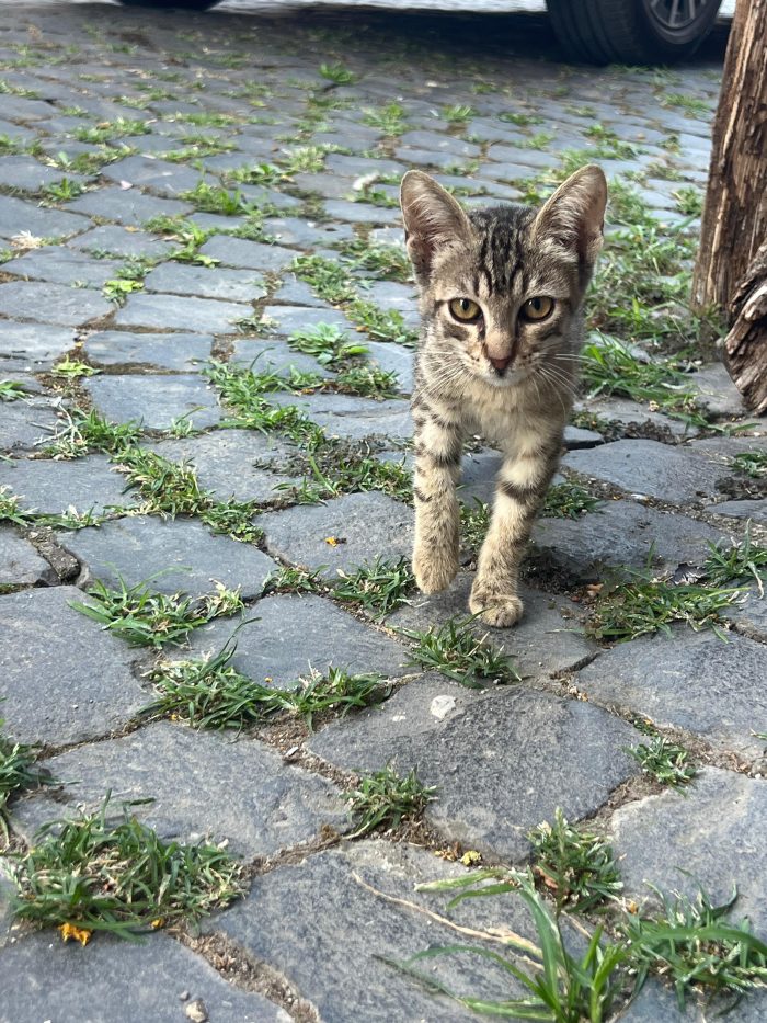 NINA: MICINA DI 3 MESI E MEZZO CERCA FAMIGLIA