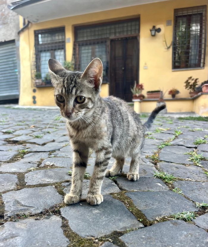 NINA: MICINA DI 3 MESI E MEZZO CERCA FAMIGLIA