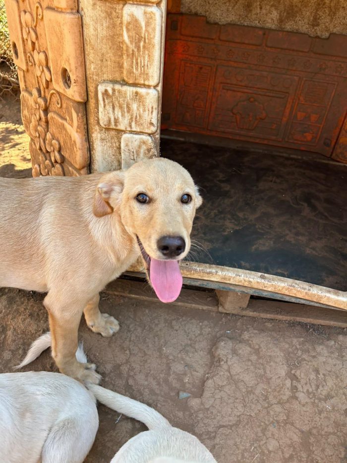 💙AKI, SPLENDIDO DOLCE CUCCIOLO, CERCA 🏠