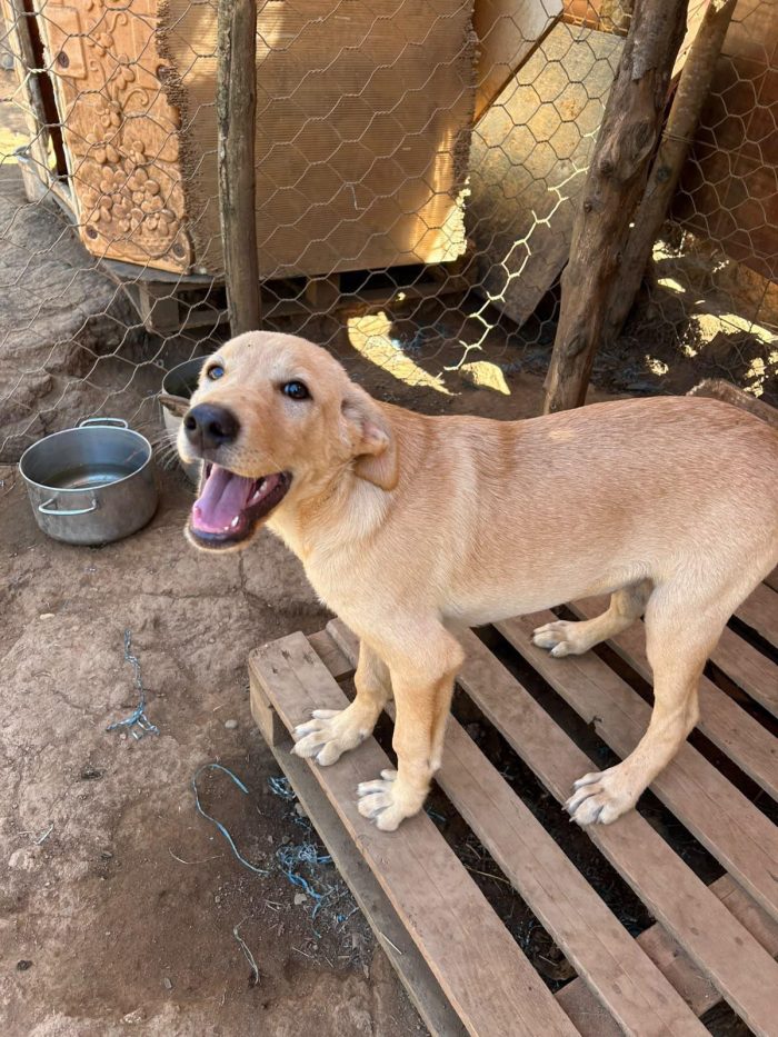 💙AKI, SPLENDIDO DOLCE CUCCIOLO, CERCA 🏠 - media 6