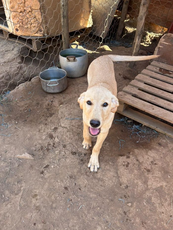 💙AKI, SPLENDIDO DOLCE CUCCIOLO, CERCA 🏠 - media 7