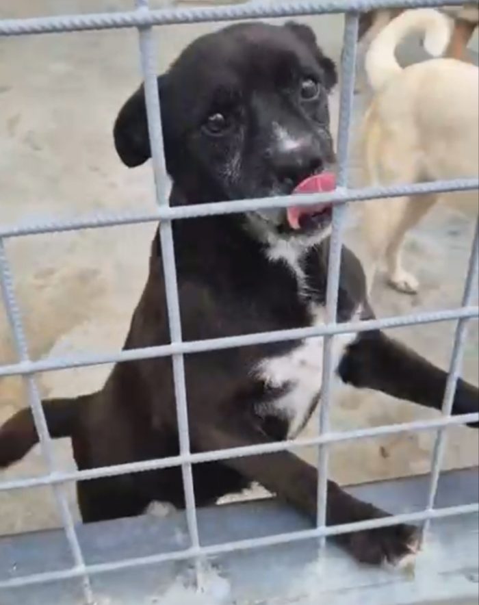 Cloe: adorabile nonnina taglia piccola