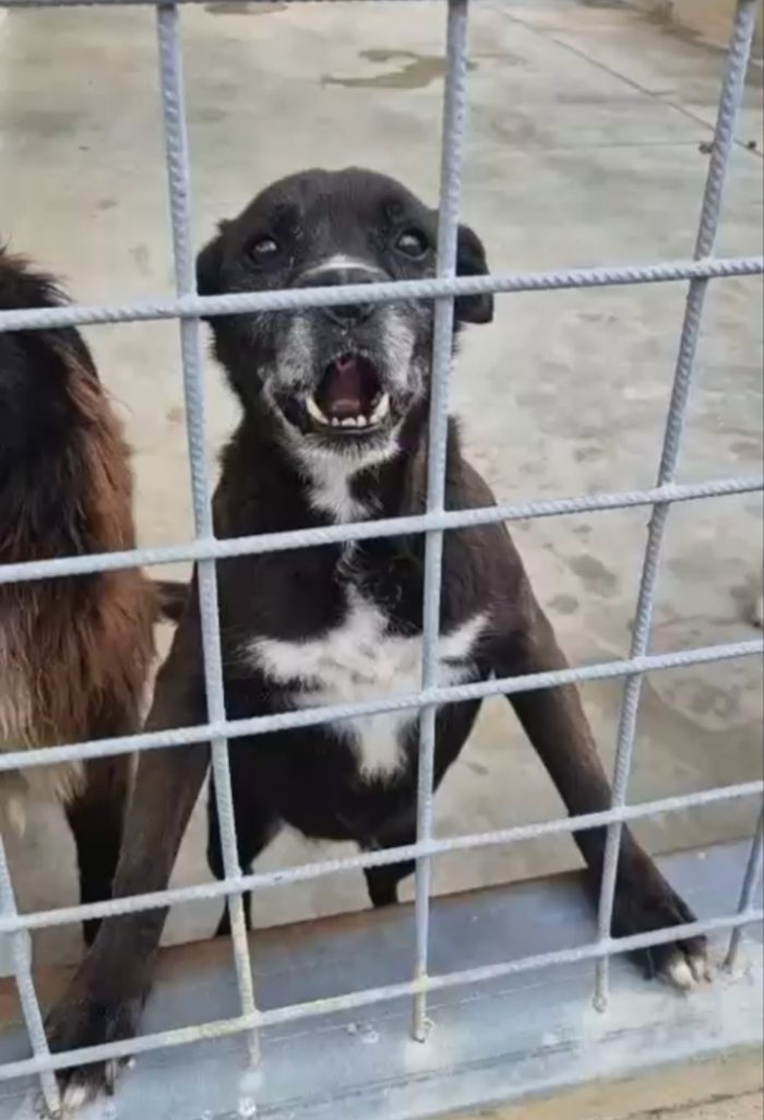 Cloe: adorabile nonnina taglia piccola