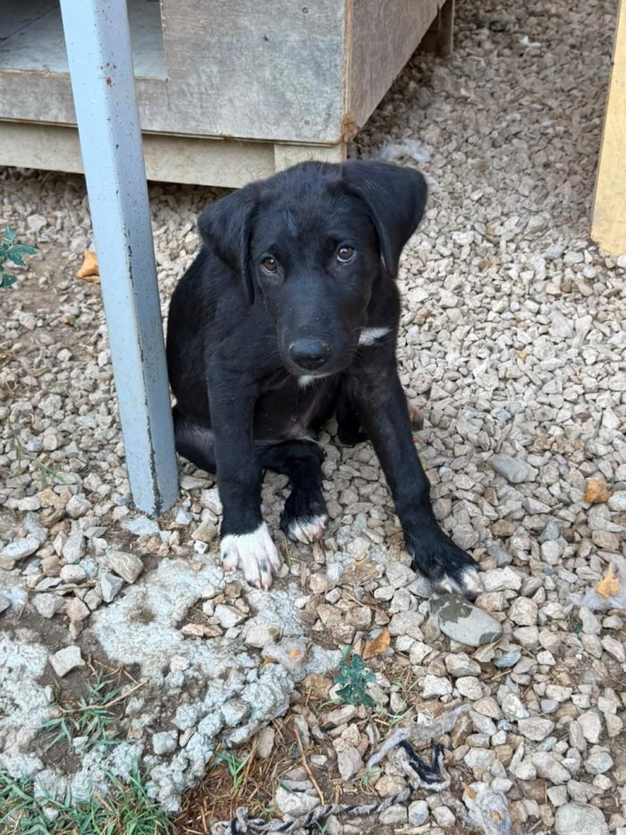Cerchiamo un sig. "Qualcuno" che voglia adotta un cane nero 😓