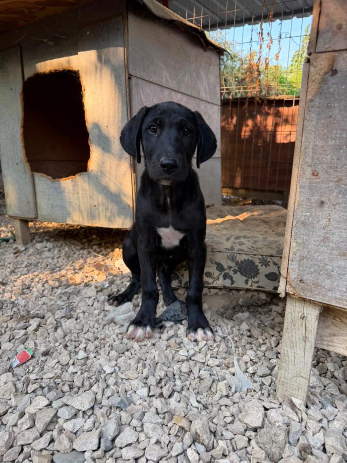 Cerchiamo un sig. "Qualcuno" che voglia adotta un cane nero 😓