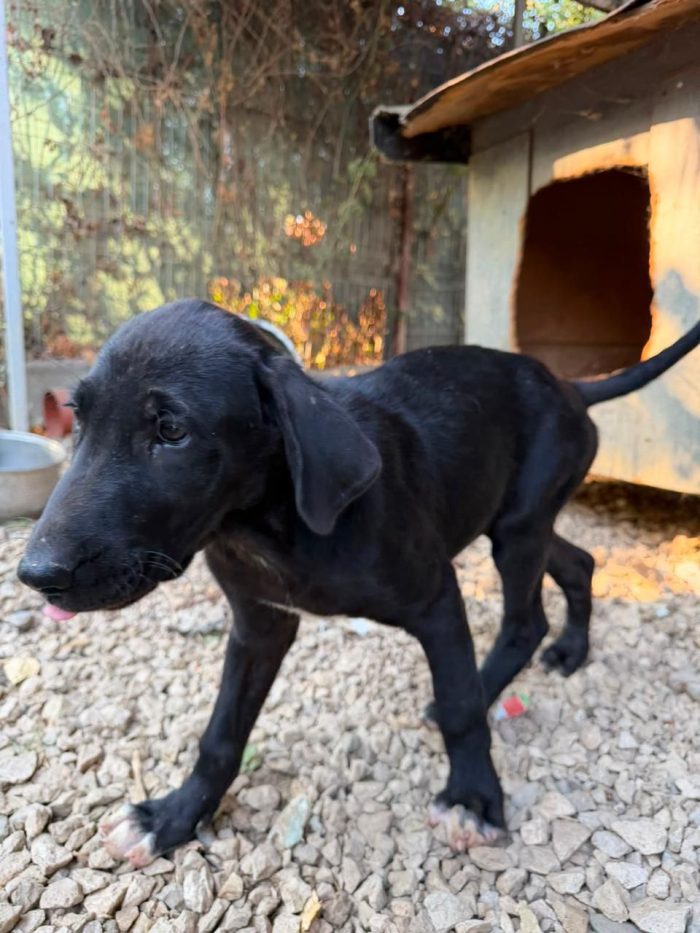 Cerchiamo un sig. "Qualcuno" che voglia adotta un cane nero 😓
