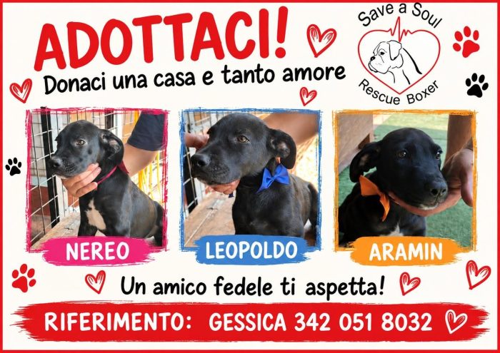 TRe cuccioli simil boxer in cerca di famiglia