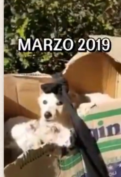 Thor Golden/Maremmano 7anni entrato in canile a 3mesi! ASPETTA ANCORA! REGGIO CALABRIA - media 8