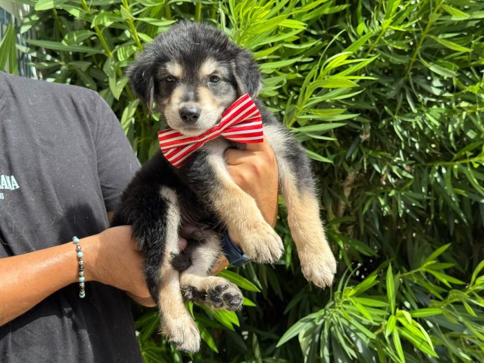 Roman, cucciolo in adozione