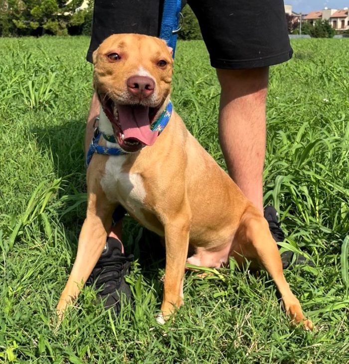 CLYDE PIT - media 7