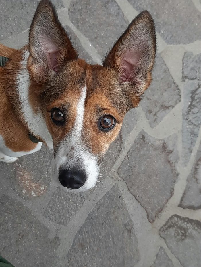 Mila 7kg di dolcezza