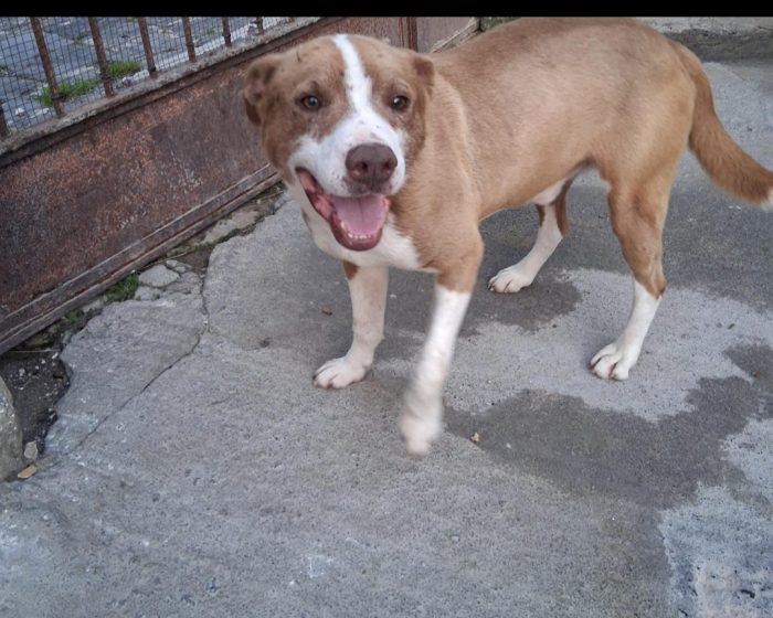 Simil Amstaff 11/12mesi kg21 splendido,trovato legato ad un palo.SIRACUSA