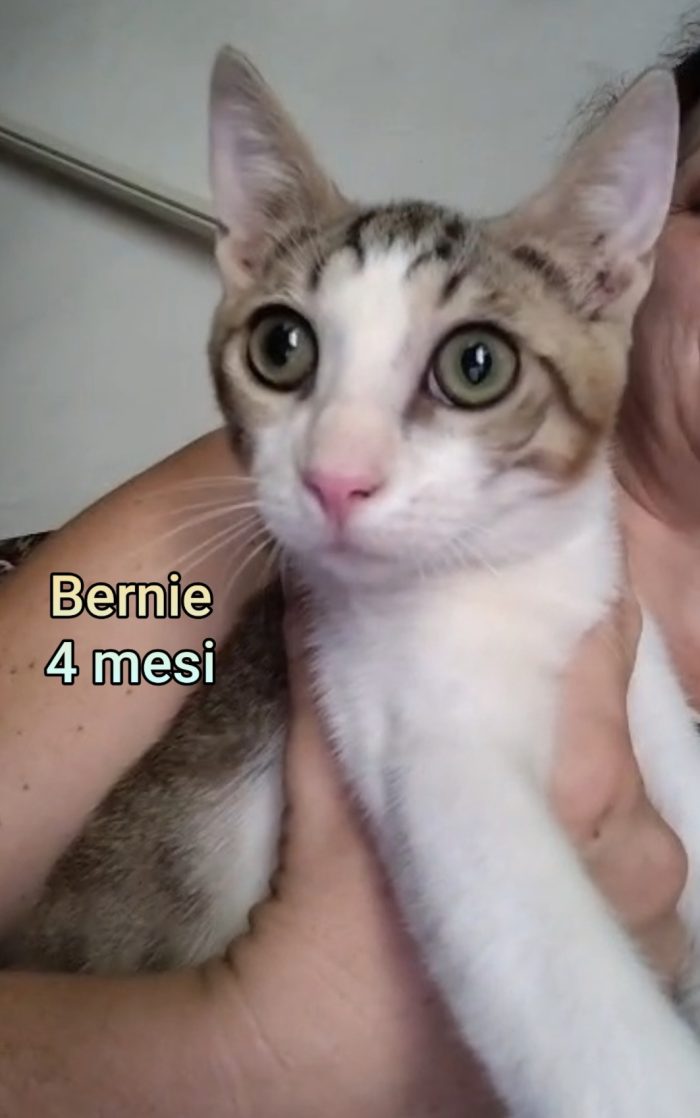 Stupendi micini - media 9