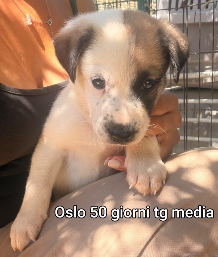Meravigliosi cucciolini!