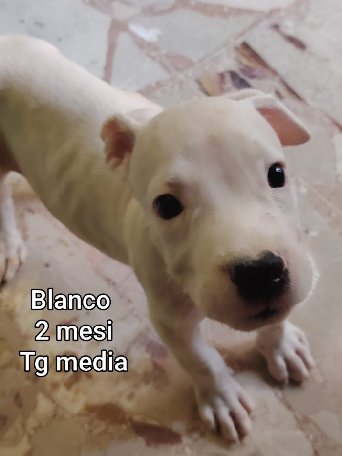 Meravigliosi cucciolini! - media 4