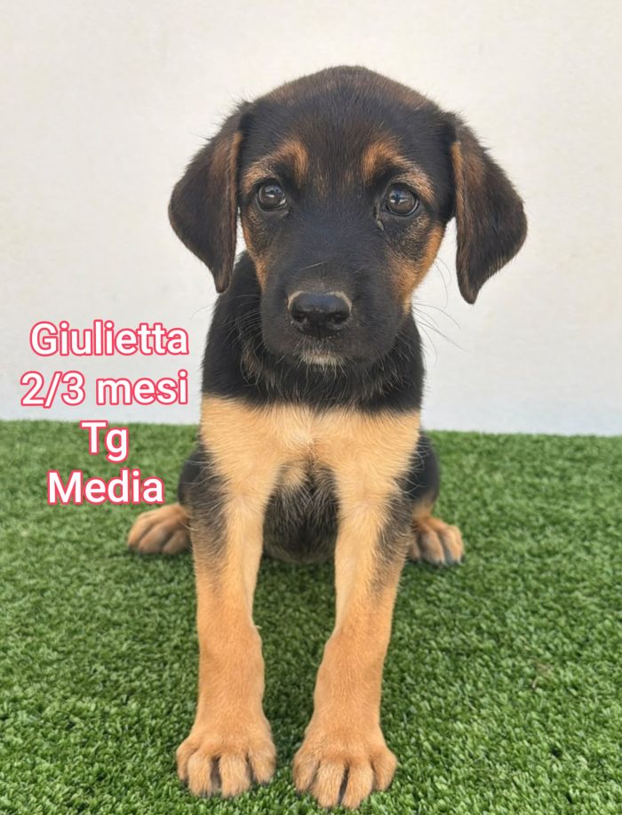 Cuccioli esclusi e soli