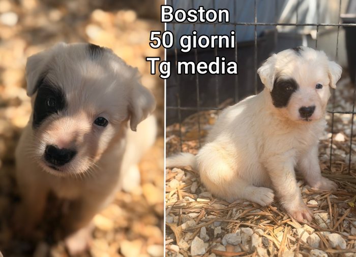 2 mesi: tenerissimi cuccioli