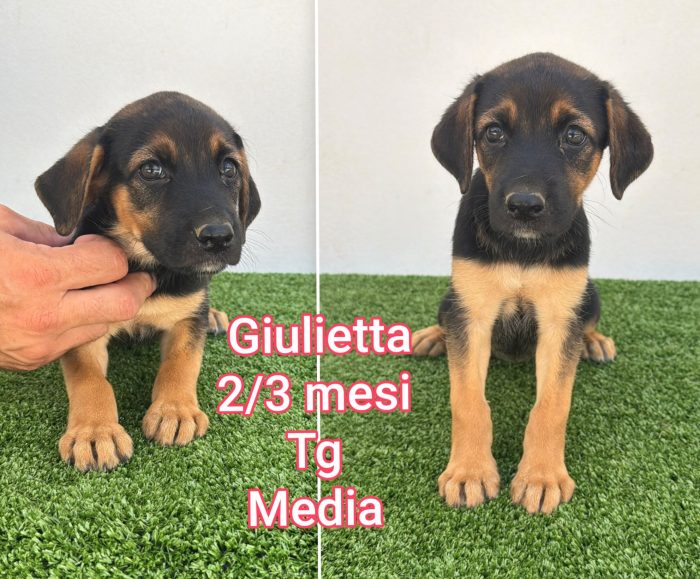 2 mesi: tenerissimi cuccioli