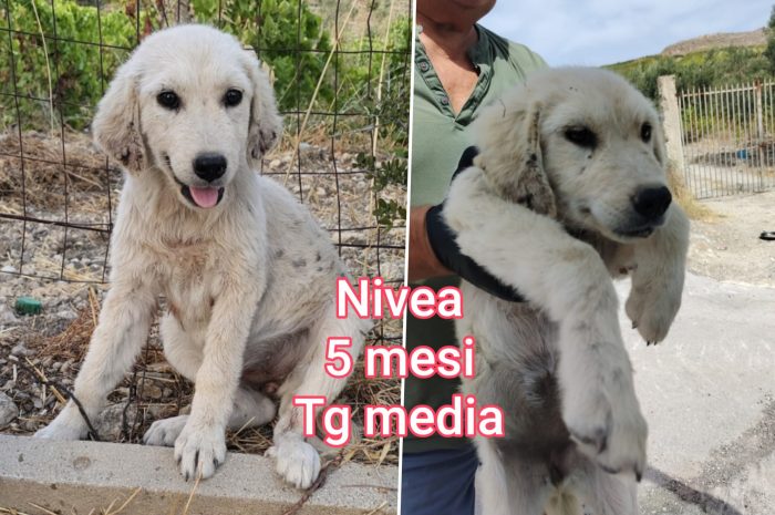 2 mesi: tenerissimi cuccioli - media 5