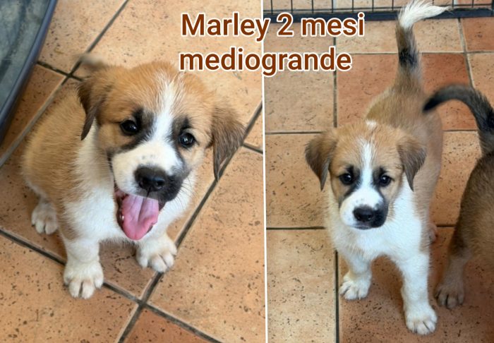 2 mesi: tenerissimi cuccioli - media 8