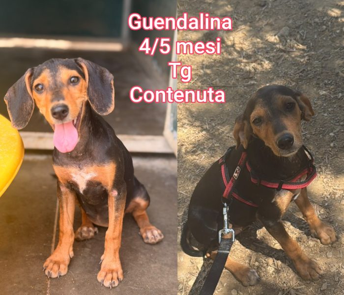 Canini taglia contenuta
