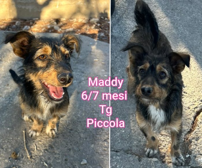 Canini taglia contenuta