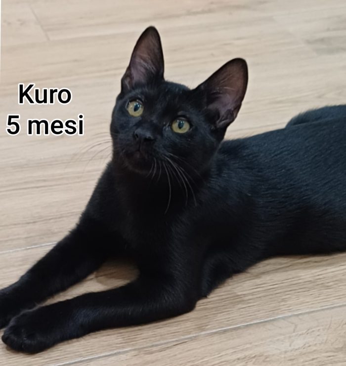 Adotta un gatto!