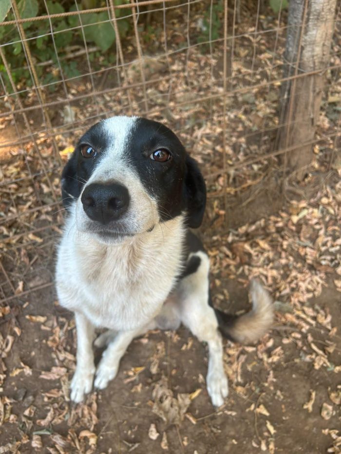 Leon splendido giovane cagnolino cerca casa