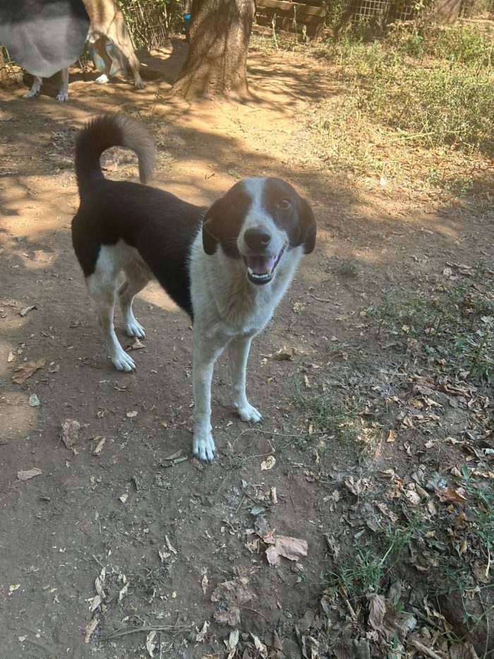 Leon splendido giovane cagnolino cerca casa