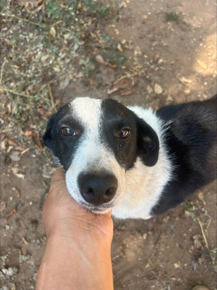 Leon splendido giovane cagnolino cerca casa