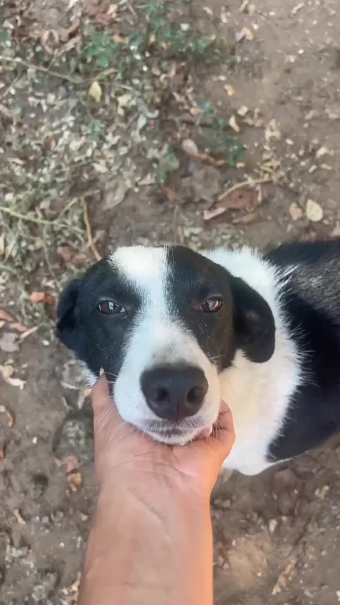 Leon splendido giovane cagnolino cerca casa - media 6