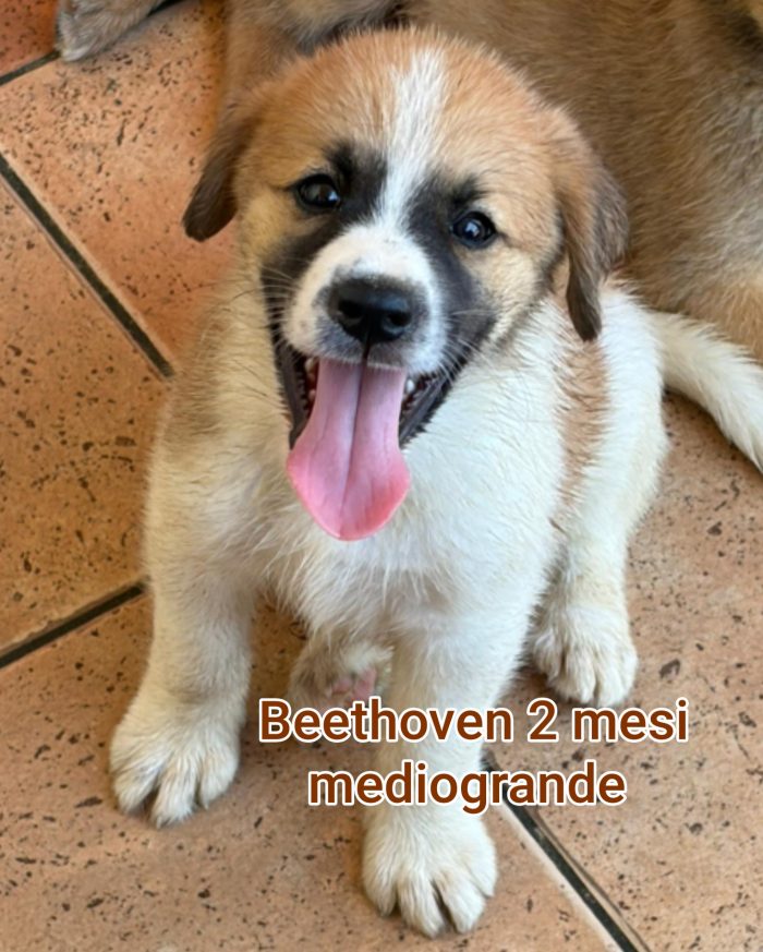 Salva un cucciolo! - media 4