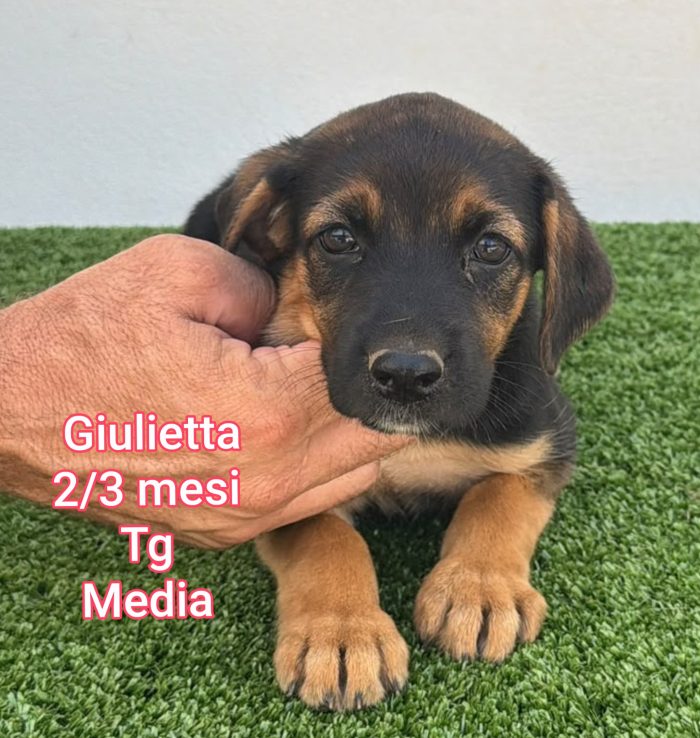 Salva un cucciolo!