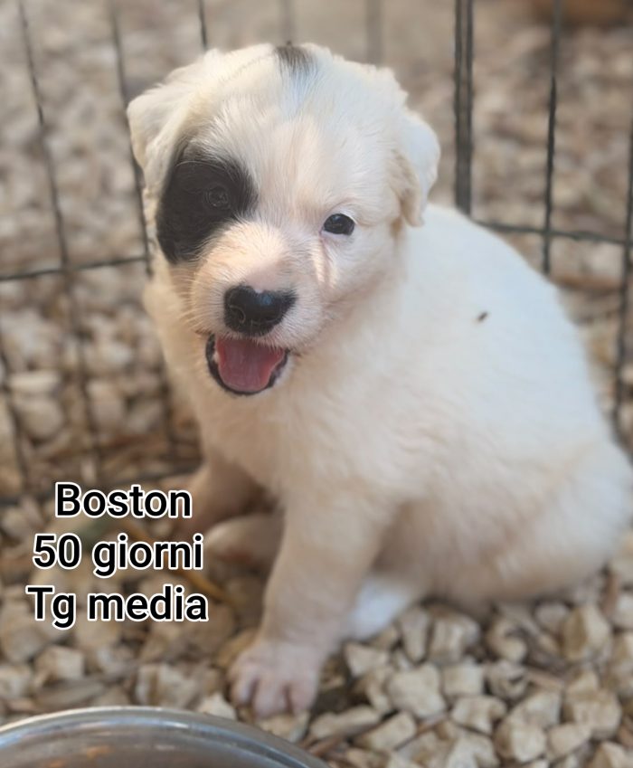 Salva un cucciolo! - media 6