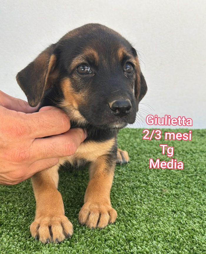 Invisibili cuccioli! 2/3 mesi
