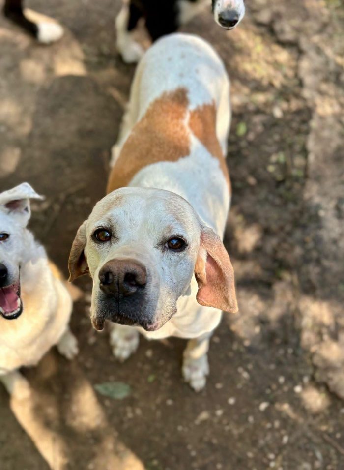 Dolcissima pointer