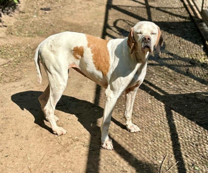 Dolcissima pointer
