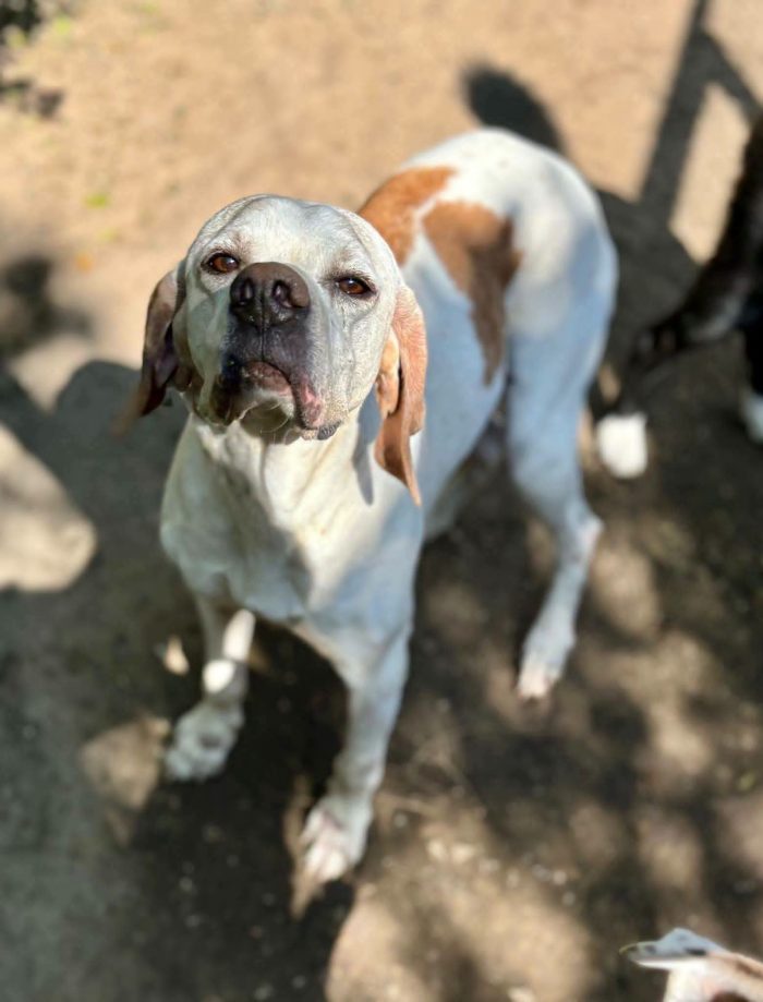 Dolcissima pointer