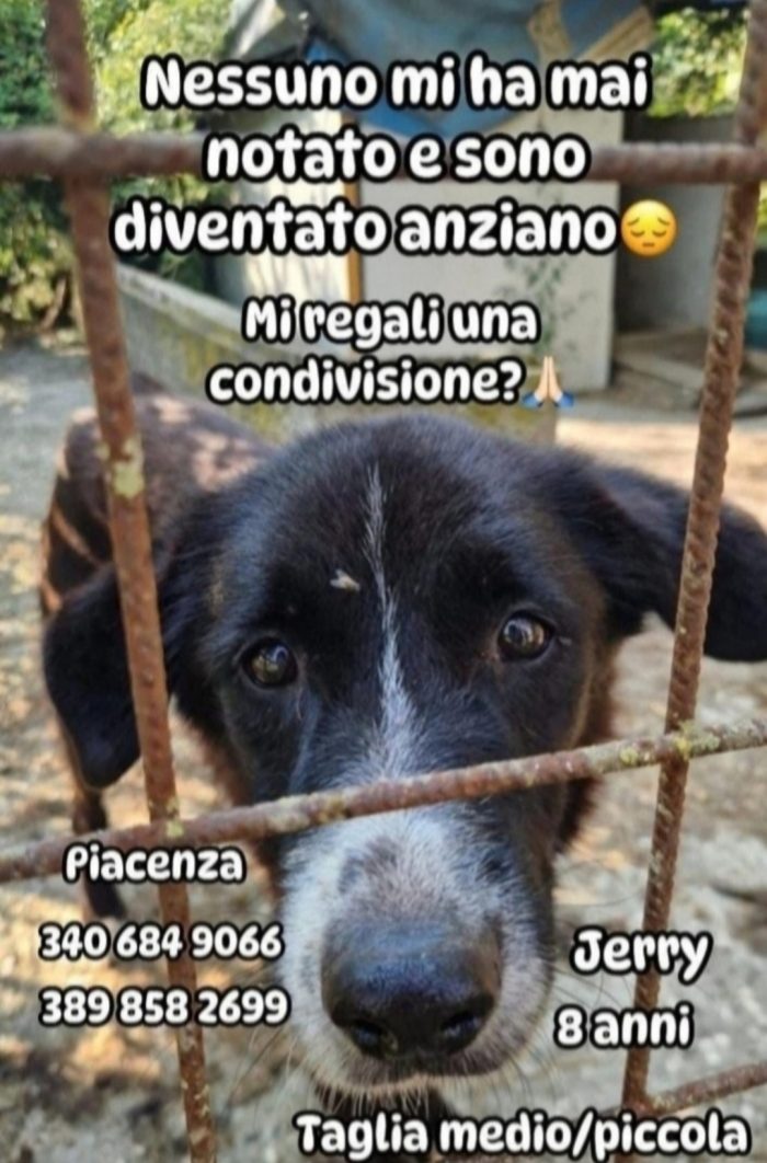 Jerry 9anni medio piccolo,nessuno lo ha notato..PIACENZA